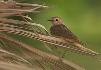 Common Redstart female on a tree, Bahrain