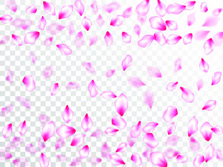 Spring blossom isolated petals flying 