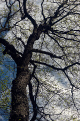 Graphic representation of a large tree, bottom view. Alder in all its glory.Relict forest, alder red.A goblin is visiting.A goblin is visiting.