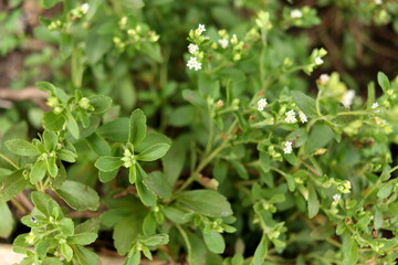 Green leaves of Stevia and blur buds on shoot . Another name is Candyleaf, Sweetleaf or Sugarleaf.