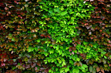 hedge of red and green beech in combination with ornamental grasses. Lush green alternates with...