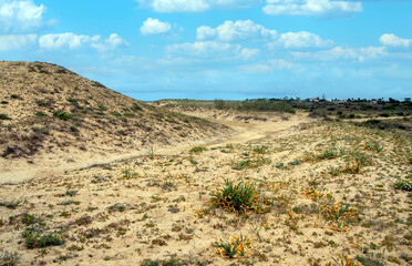 Meadows near the coast