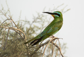 Blue-cheeked bee-eater perched on a tree, Bahrain