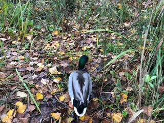 pato parque natureza