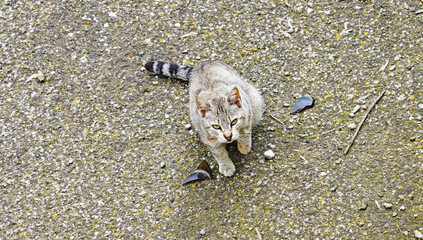 Gato callejero mirando a cámara
