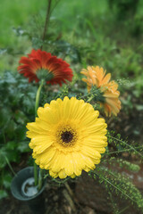 close-up of beautiful yellow and red flowers, gerbera,  outside in vase