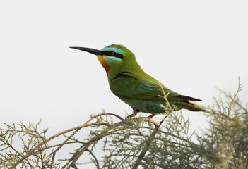 Portrait of a Blue-cheeked bee-eater perched on a tree, Bahrain