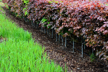 hedge of red and green beech in combination with ornamental grasses. Lush green alternates with...