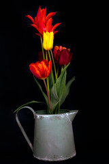 Bunch of colourful tulips on a black background