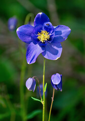 Russia. Eastern Sayans. High-altitude Aquilegia flower blooming on the coasts of mountain rivers on the rocky passes of the natural mountain park "Ergaki".