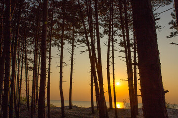 Zachód słóńca Las Morze bałtyckie 