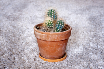 close-up of brown pot with cactus on white carpet