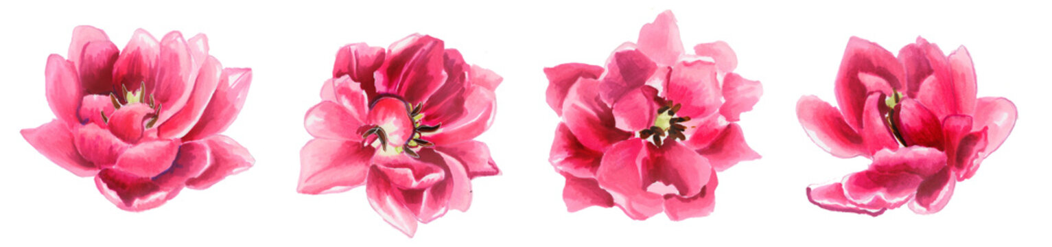 horizontal set of beautiful watercolor pink tulips. Botanical illustration Double Tulip Monsella. borders for interior decoration, wedding design and textiles.