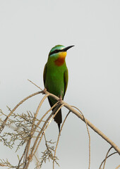 Portrait of a Blue-cheeked bee-eater perched on tree, Bahrain
