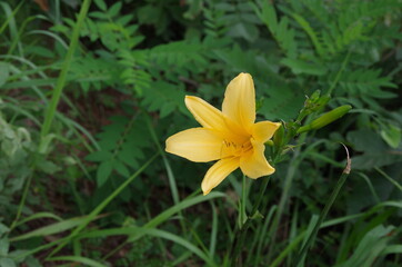 Obraz premium yellow flower in spring