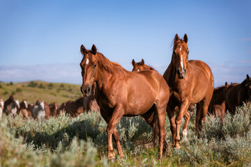 Colorful herd of American ranch horses. Buckskin ,sorrel, chestnut, paint, gray, bay, galloping on...
