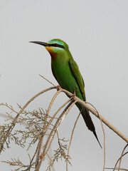 Blue-cheeked bee-eater perched on a tree, Bahrain