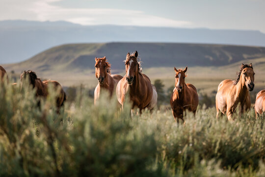 Colorful herd of American ranch horses. Buckskin ,sorrel, chestnut, paint, gray, bay, galloping on the range in Montana Pryor mountain area.