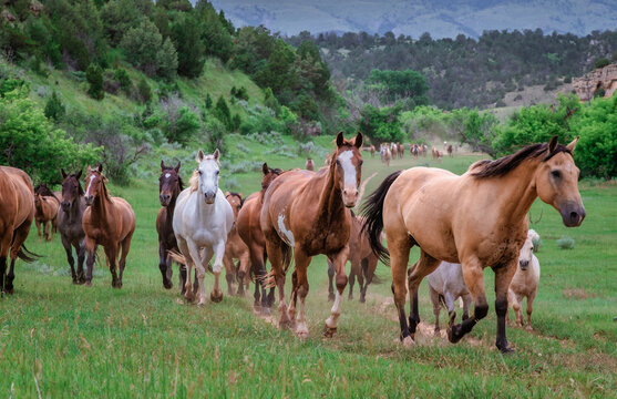 Colorful herd of American ranch horses. Buckskin ,sorrel, chestnut, paint, gray, bay, galloping on the range in Montana Pryor mountain area.