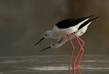 Fototapeta premium Black-winged Stilts courtship display at Asker Marsh , Bahrain