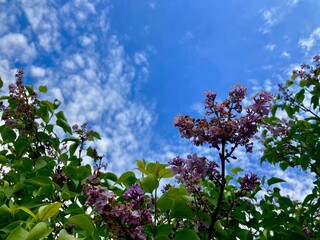 blossoming  lilac bush in spring