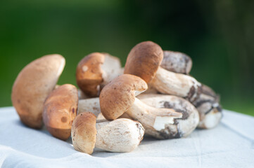 chic porcini mushrooms on the table on a natural green  background
