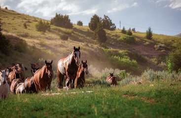 Colorful herd of American ranch horses. Buckskin ,sorrel, chestnut, paint, gray, bay, galloping on...