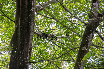 Fototapeta premium White-throated capuchins monkeys in Costa Rica