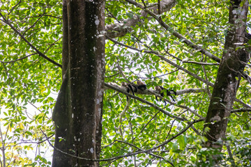 White-throated capuchins monkeys in Costa Rica