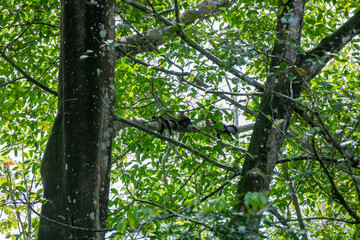 White-throated capuchins monkeys in Costa Rica