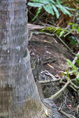 The common basilisk (Basiliscus basiliscus)