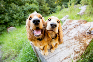 two english cocker spaniel in the forest