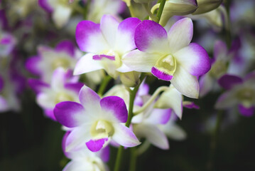 Fototapeta na wymiar purple and white orchid with garden background.