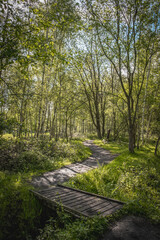 wooden hiking bridge in forest