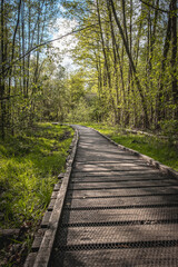 wooden walking path in forest