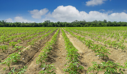 Fototapeta na wymiar Cassava plantation Northeast of Thailand, plantation cassava green scenery wide, Cassava plantation farming.