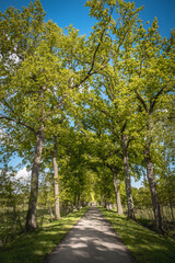 road in the forest