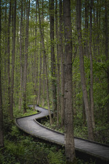 wooden hiking path in forest