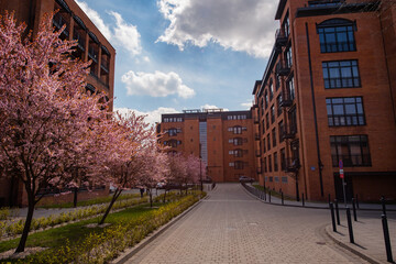 Różowe kwitnące drzewa na tle łódzkiej architektury z cegły.