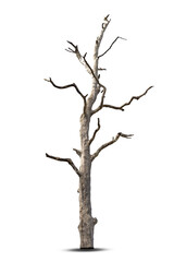 Single old and dead tree isolated on white background.