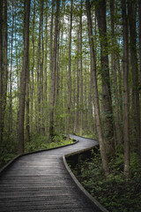 wooden hiking path in forest