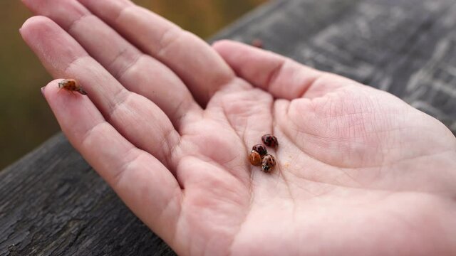 Closeup view 4k stock video footage of female hand holding several red ladybugs on palm. Woman happy to play with alive red ladydirds insects while standing outdoor in  park