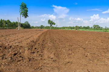 Prepare soil for sugarcane planting, sugarcane field, cane growing and ground awaiting cultivation.