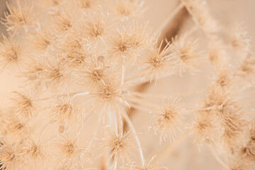 Natural abstract background of a huge dried dandelion