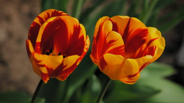 Pair of yellow and orange tulips with fire like pattern in their petals.