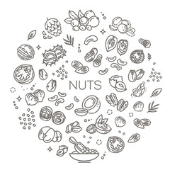 Vector set of various nuts isolated on a white background. Outline Illustration