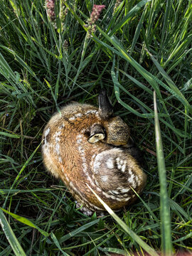 Rehkitz dr&uuml;ckt sich in einem Bettchen aus hohem Gras, Rehkitzsuche vor dem M&auml;hen