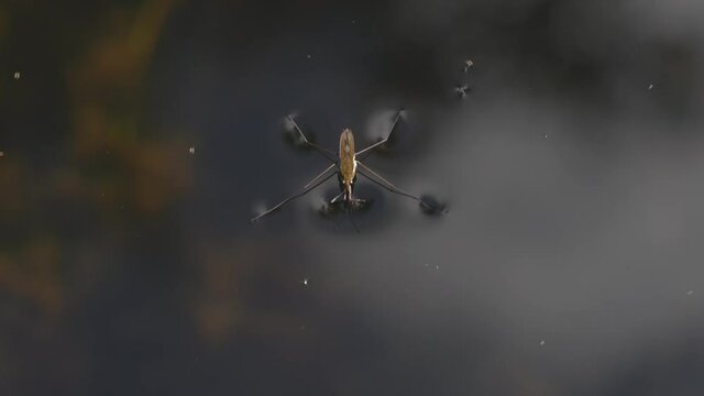 Water Strider or pondskater (Gerridae) a flying bug which is a common insect found on the surface of a pond, macro close up and video footage clip