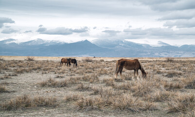 A herd of wild horses with snow-capped mountains inside the Central Anatolian Sultan Reedy (Sultansazligi) National Park, Turkey