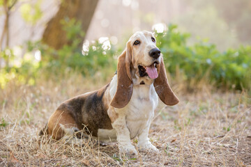 basset hound dog in the grass